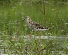 Calidris pugnax