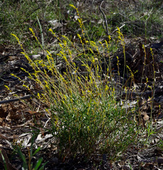 Synaphea rangiferops