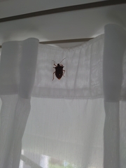 Pentatoma rufipes