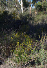 Synaphea rangiferops