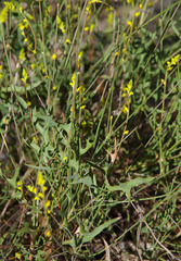 Synaphea rangiferops