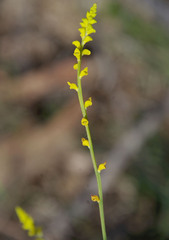 Synaphea rangiferops