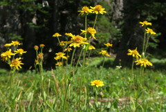 Arnica