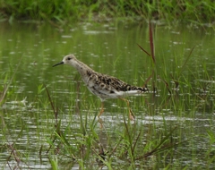Calidris pugnax