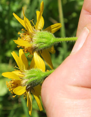 Arnica
