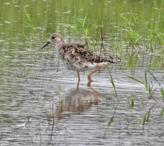 Calidris pugnax
