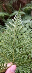 Culcita macrocarpa