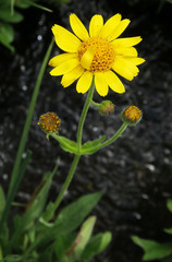 Arnica
