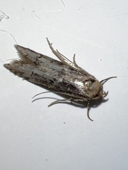 Blastobasis adustella