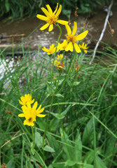 Arnica
