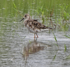 Calidris pugnax