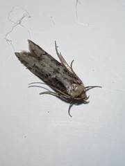 Blastobasis adustella