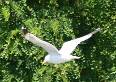 Larus glaucescens × occidentalis
