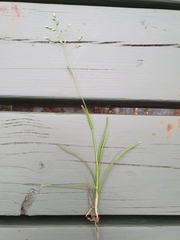 Poa annua