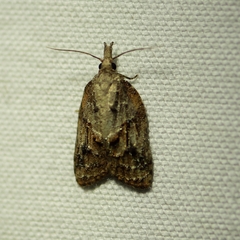 Platynota idaeusalis