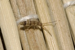 Entomobryidae