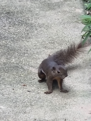 Callosciurus notatus
