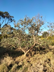 Chamaecytisus prolifer