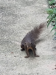 Callosciurus notatus
