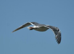 Larus glaucescens × occidentalis