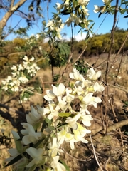 Chamaecytisus prolifer