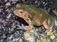 Incilius alvarius