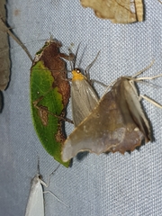 Pycnopalpa bicordata