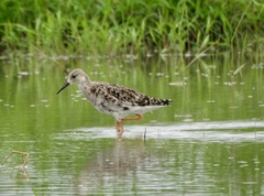 Calidris pugnax