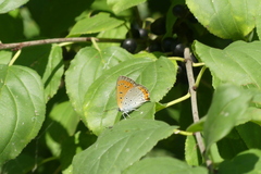 Lycaena dispar