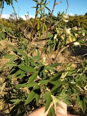 Chamaecytisus prolifer