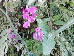Lathyrus latifolius