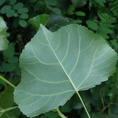 Populus nigra