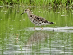 Calidris pugnax