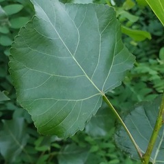 Populus nigra