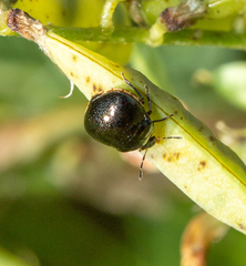 Coptosoma scutellatum