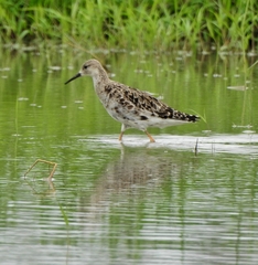 Calidris pugnax