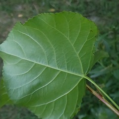 Populus nigra