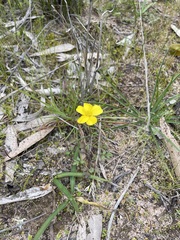 Ranunculus pachycarpus