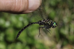 Somatochlora albicincta
