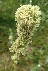 Xerophyllum