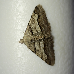 Digrammia continuata