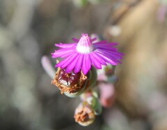 Ruschieae