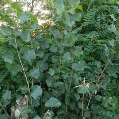 Populus nigra