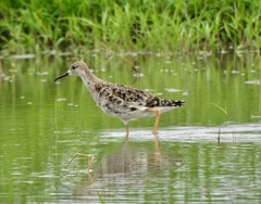 Calidris pugnax