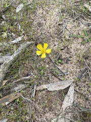 Ranunculus pachycarpus