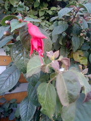 Magnoliopsida