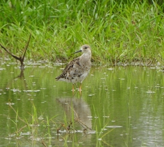 Calidris pugnax