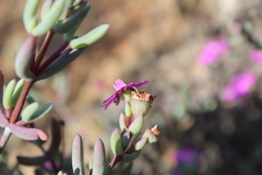 Ruschieae