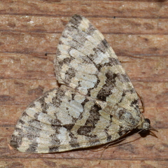 Hydriomena speciosata