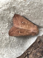 Mythimna albipuncta